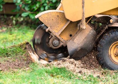 A close view of the round stump milling ahead of a stump grinder that performs strain grinding