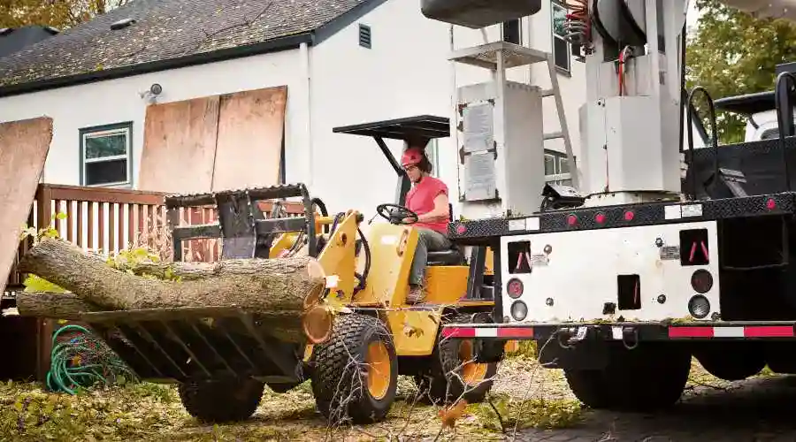 What to Look for When Hiring a Professional Tree Service