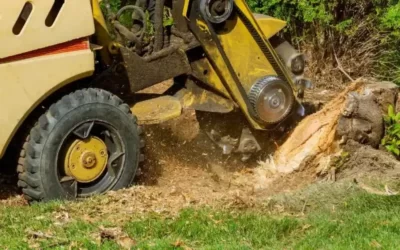 What to Consider When Hiring a Professional Stump Grinder