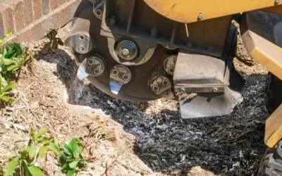 Stump Grinding FAQs: A Guide to Stump Grinding and Removal