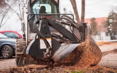 Stump Removal vs. Stump Grinding: Making the Right Choice for Your Yard