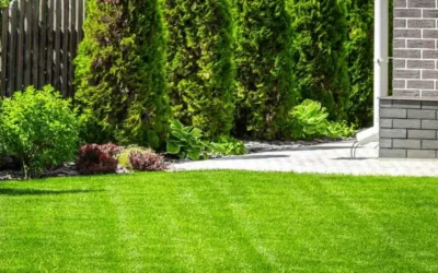 How to Restore Your Lawn After Tree Removal – 10 Simple Methods